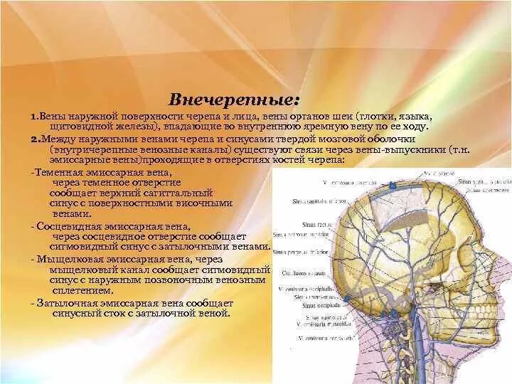 Отток крови от головного мозга. Сосцевидная эмиссарная Вена. Вены наружной поверхности черепа и лица. Мыщелковая эмиссарная Вена.