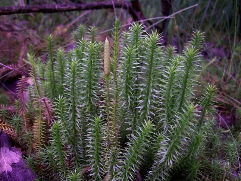 Плаун ликоподий. Плаун булавовидный. Плаун годичный (Lycopodium annotinum). Плаун деряба.