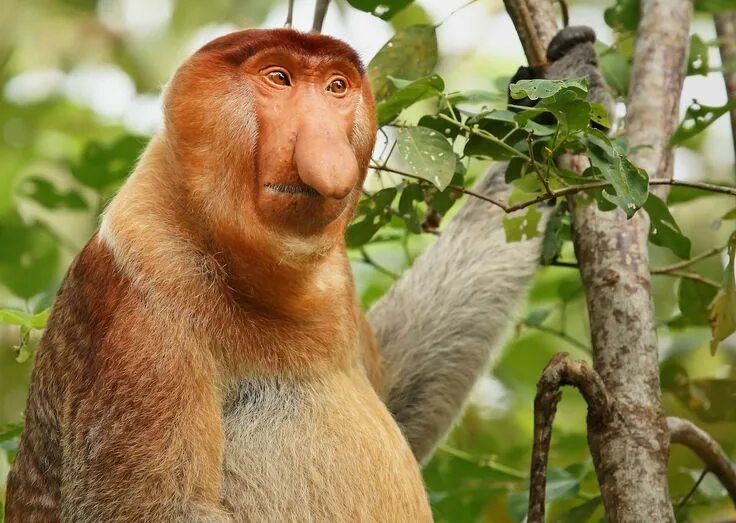 Pin by Red Door Studio on Primates in 2025 Wild animals pictures, Monkeys funny,