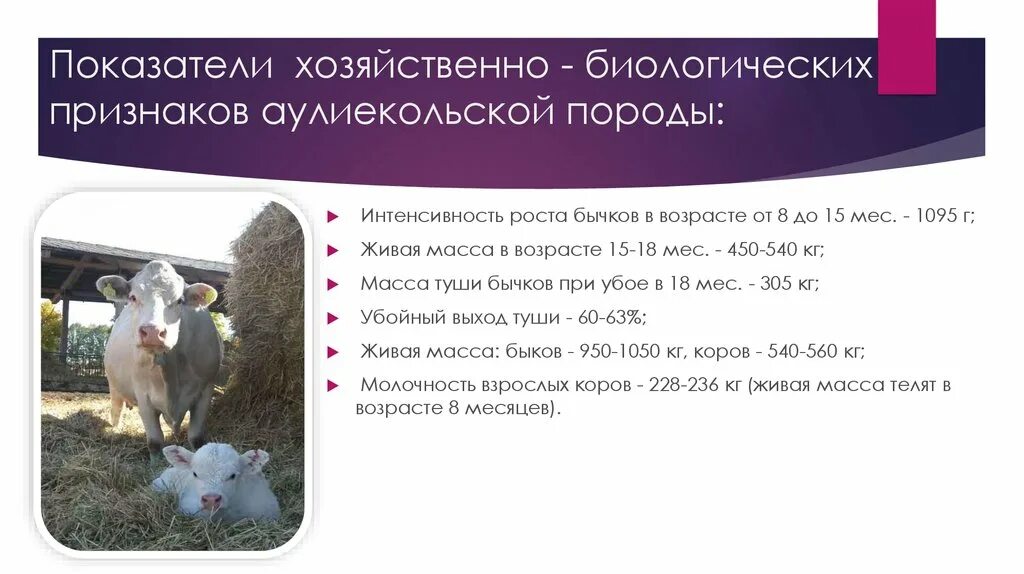 Биологические особенности рогатого скота
