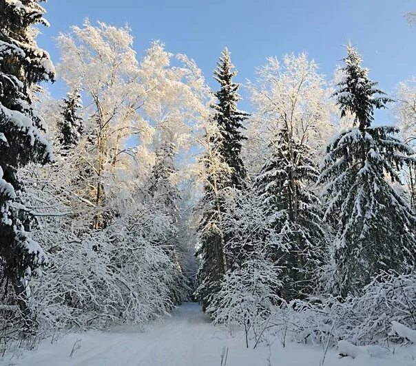 Тютчев лес. Чародейкою зимою. Зимний пейзаж Тютчев. Чародейкою зимою околдован. Чародейкою зимой.