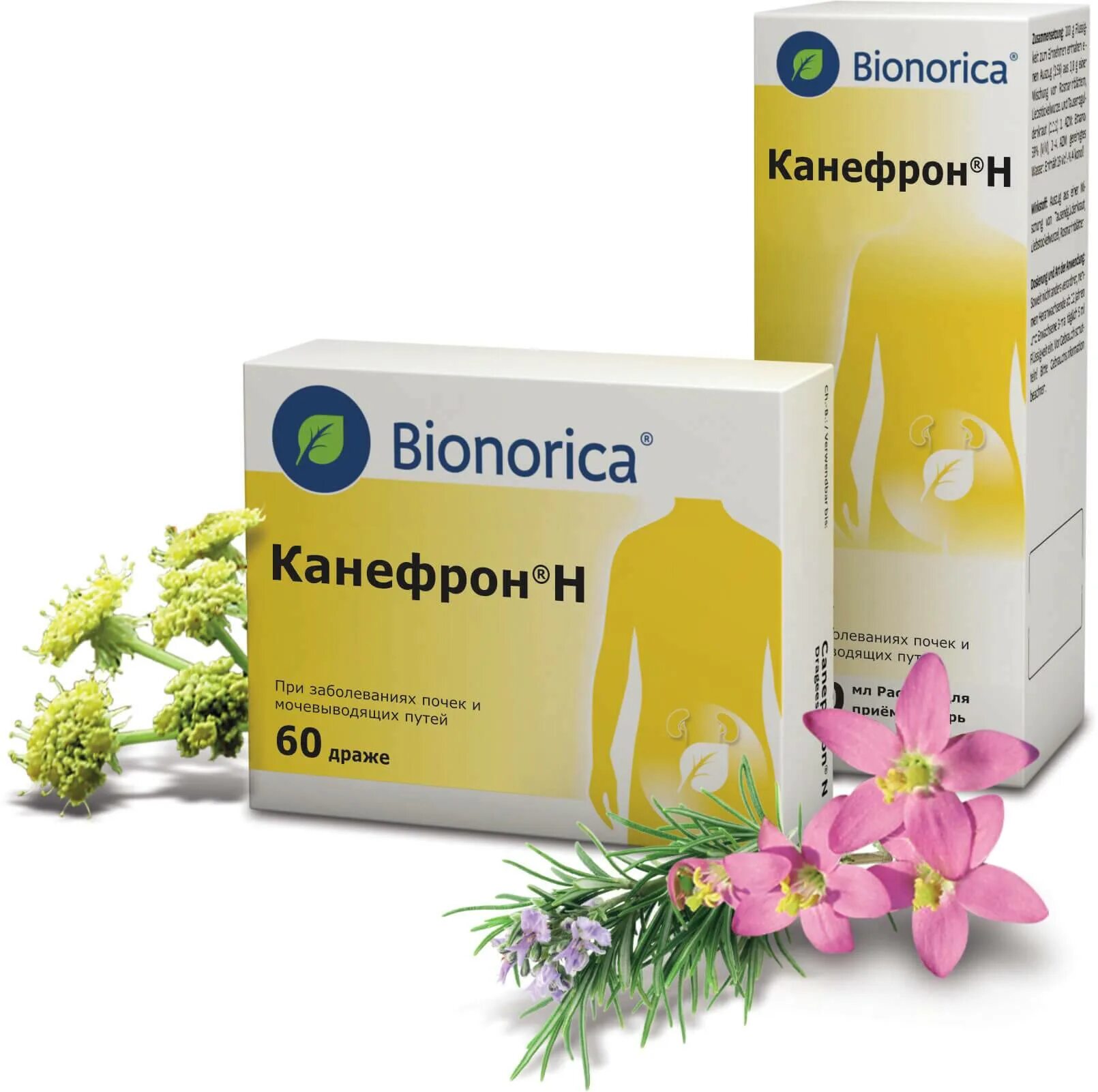 Канефрон что это. Канефрон н (таб.п/о n60 Вн ) Bionorica GMBH-Германия. Bionorica канефрон. Канефрон н таб.п/о n60 Вн. Канефрон н драже 60.