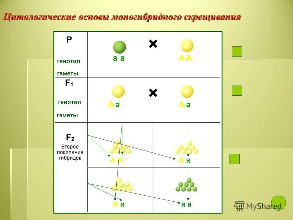 Моногибридное скрещивание первое поколение