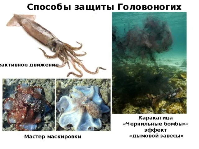 Чернильная жидкость осьминога. Осьминог выпускает чернила. Кальмар осьминог каракатица. Головоногие чернильная железа. Головоногие чернильная железа.