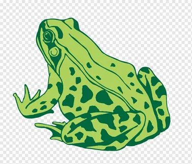2 д лягушку