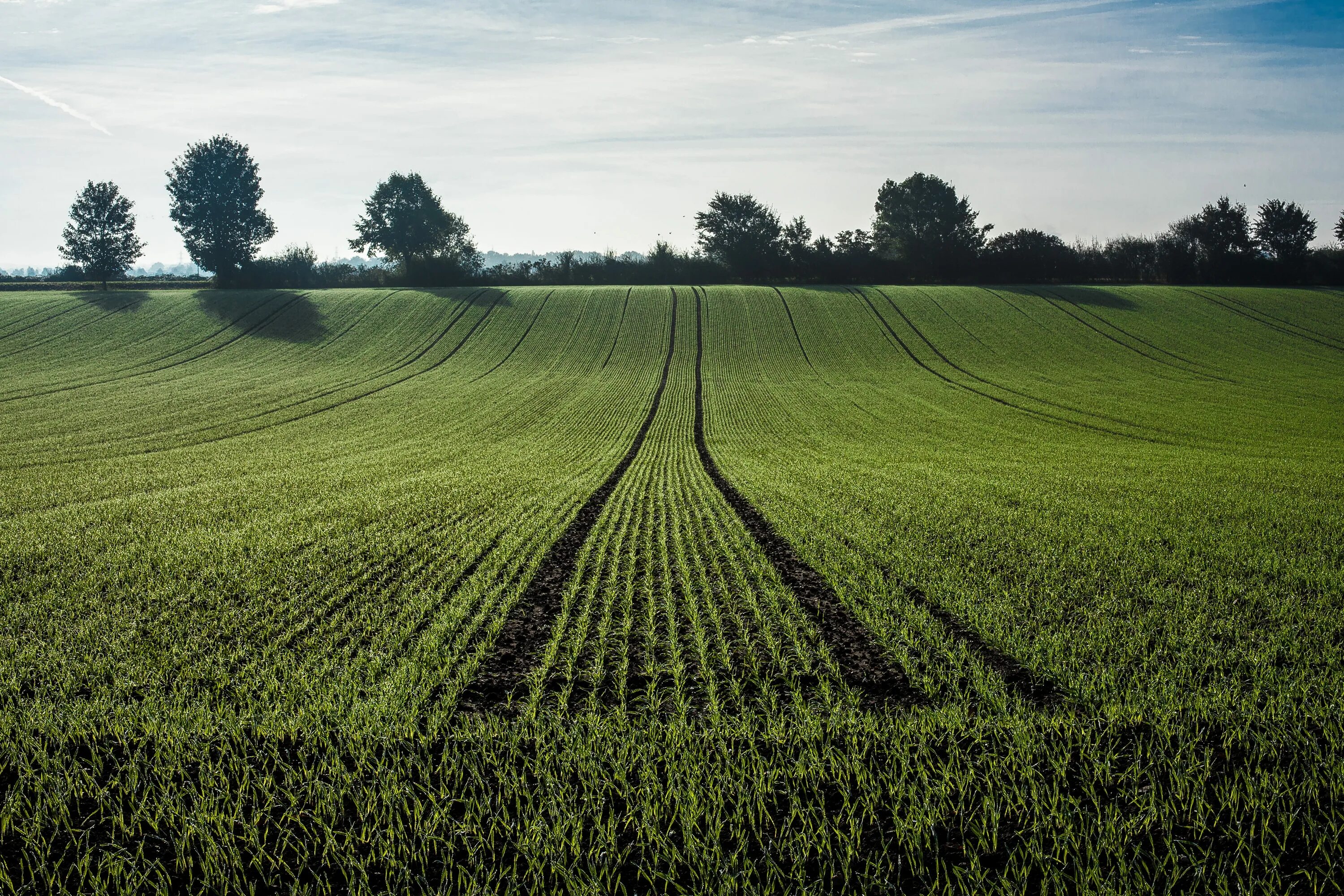 D field