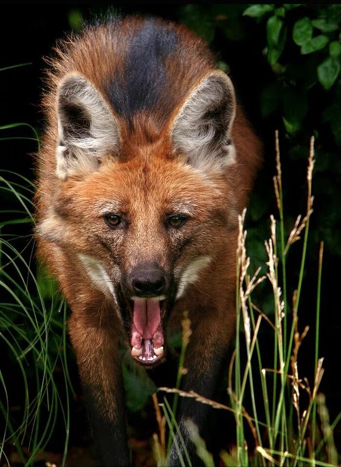 Животные похожие на лисов. Серая лисица южная америка. Длинноногий гривистый волк. Гривистый волк. Животные похожие на лисов.