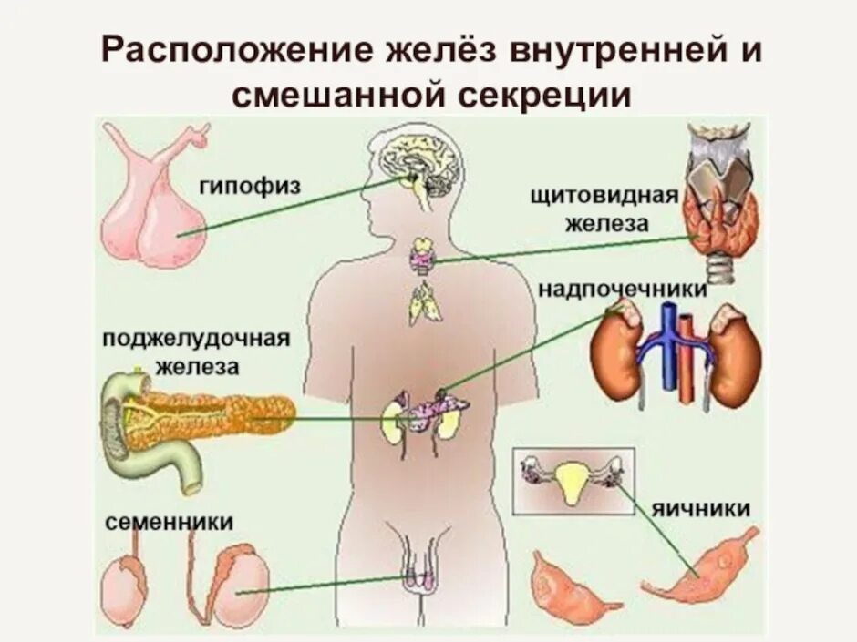 Эндокринная система внешней секреции. Эндокринная система и эндокринные железы. Эндокринная система железы внешней внутренней и смешанной. Железы внутренней секреции анатомия человека строение.