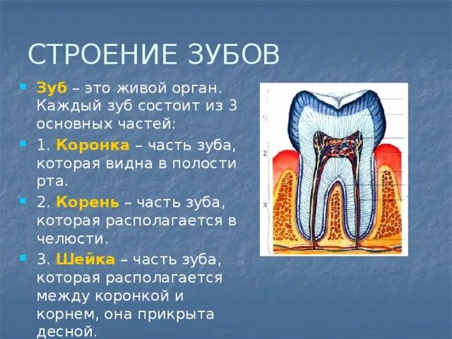 Строение зуба человека схема кариес. Строение зуба анатомия 8-. Строение зубов биология 8 класс кратко. Строение зуба 2.2. Какую функцию выполняет зуб человека