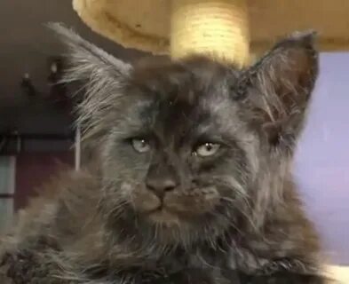 Кот с человеческим лицом