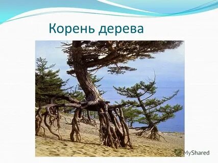 Корень тем