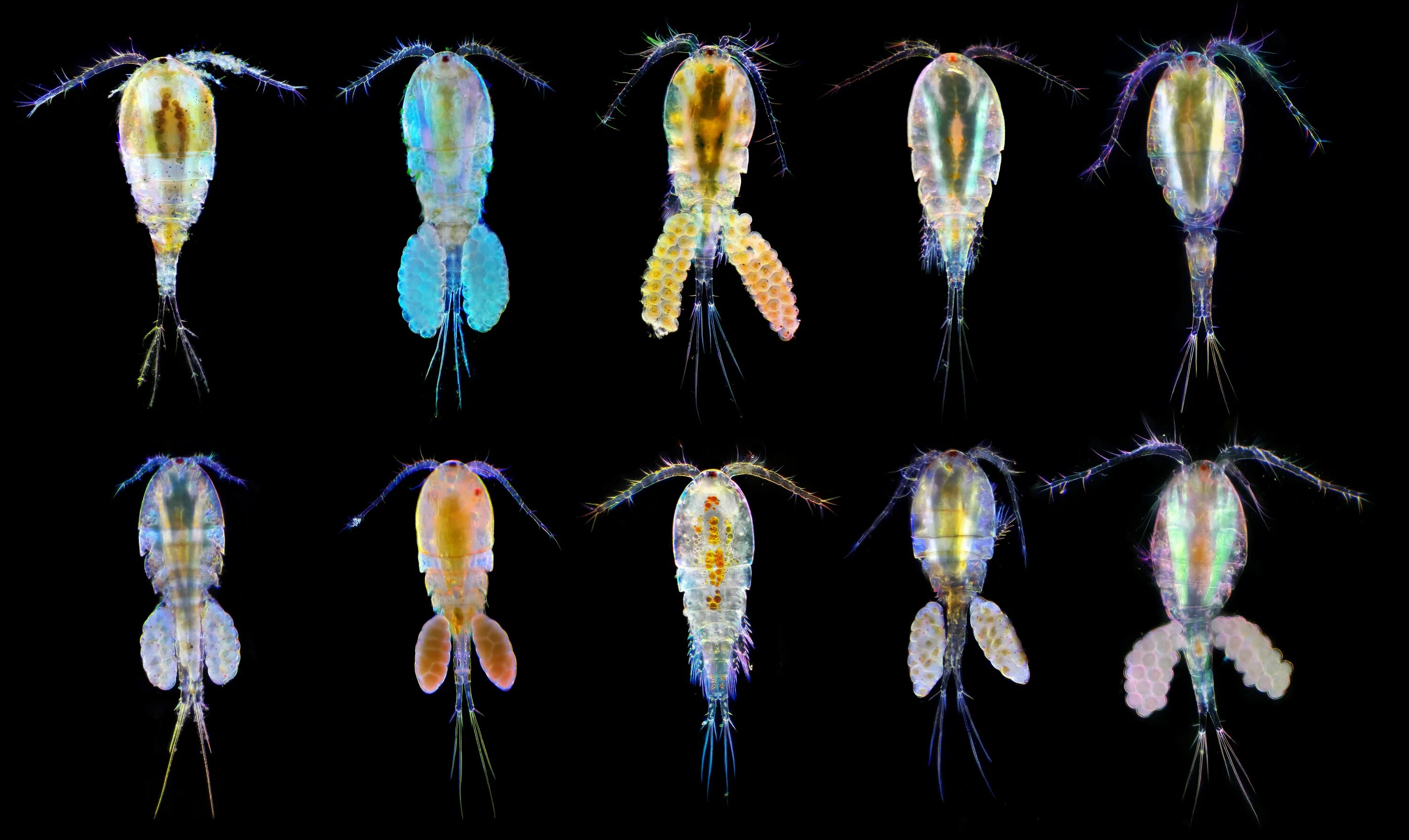 Веслоногие ракообразные (Copepoda). Циклоп копепод. Зоопланктон веслоногие. Веслоногий рачок Циклоп.