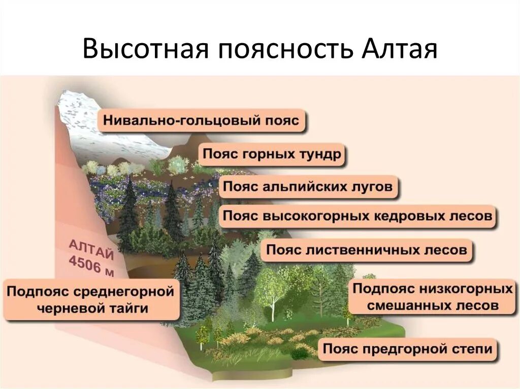 Схема ВЫСОТНОЙ поясности Алтая. Высотная поясность гор Алтая. Природные зоны ВЫСОТНОЙ поясности Алтая. Высотная поясность в горах Алта. Высотная поясность это смена природных зон