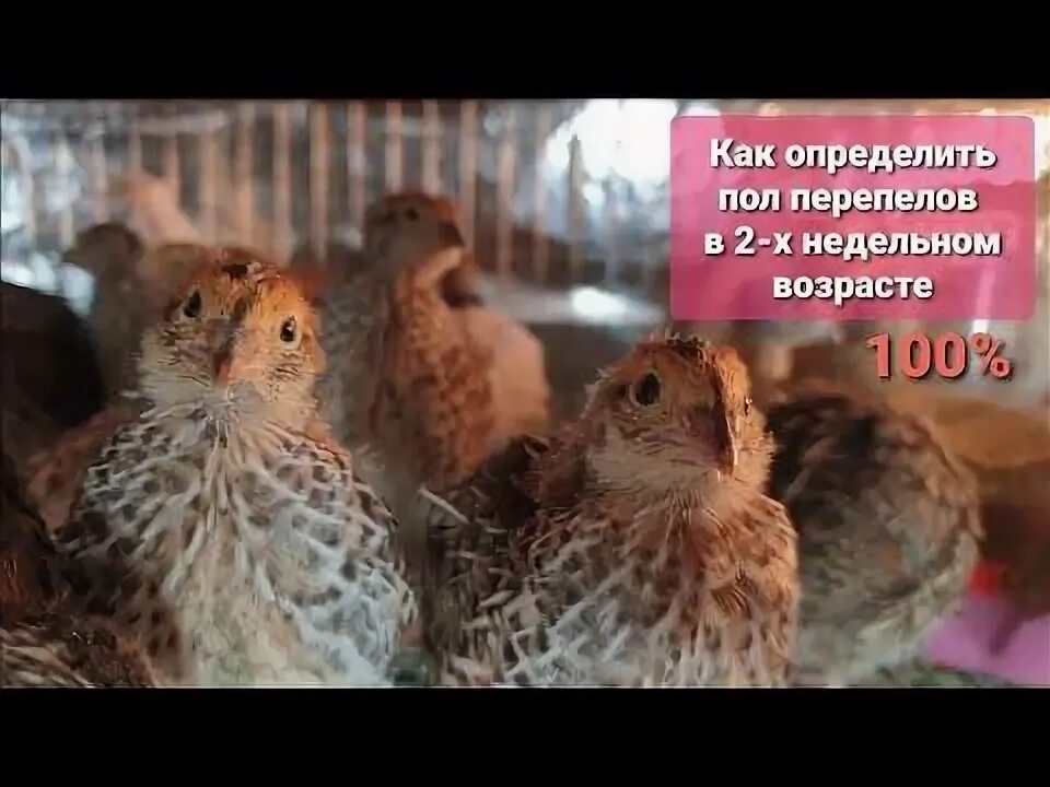 Как определить пол перепелов. Перепелка феникс самка и самец. перепела феникс самцы. перепела фараон самка. различить пол перепелов.
