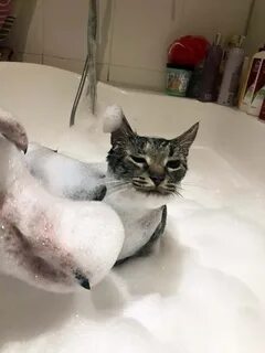 Кошка пена