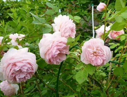 Will rose