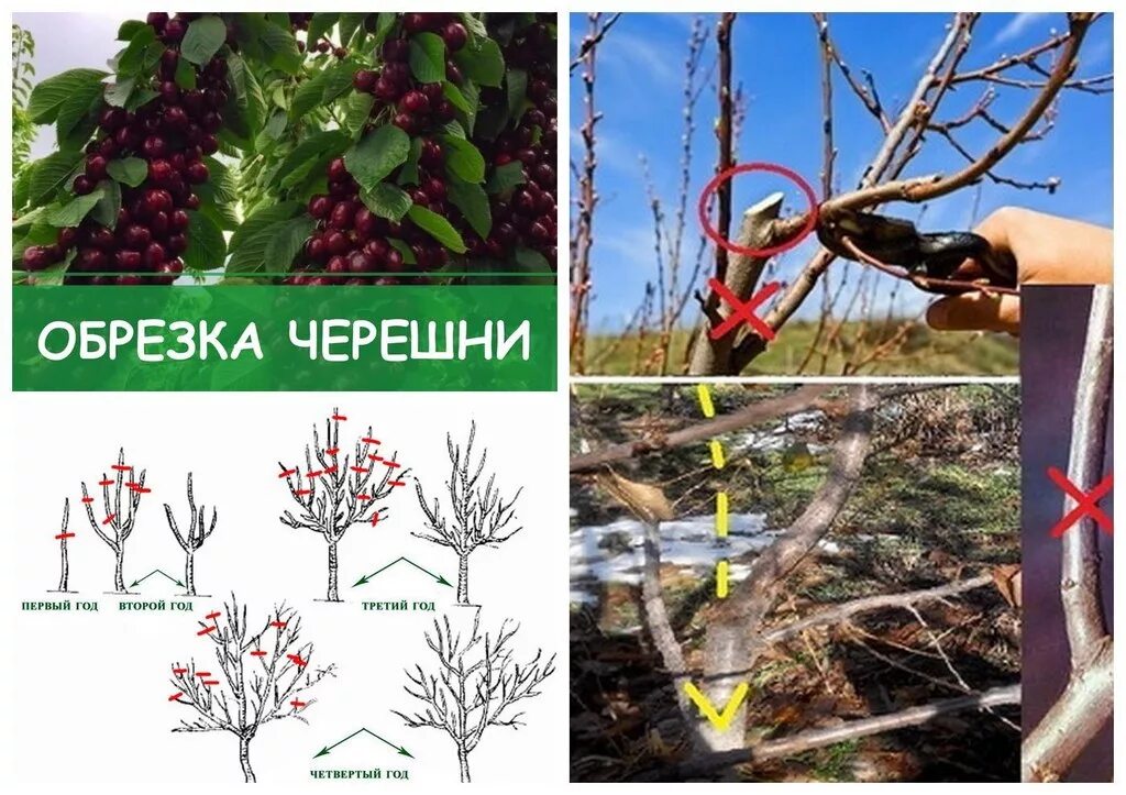 На какой год плодоносит вишня после посадки