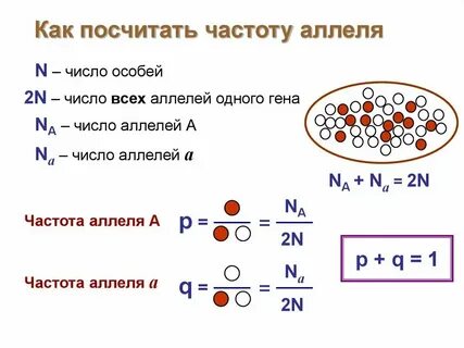 Частота доминантного аллеля