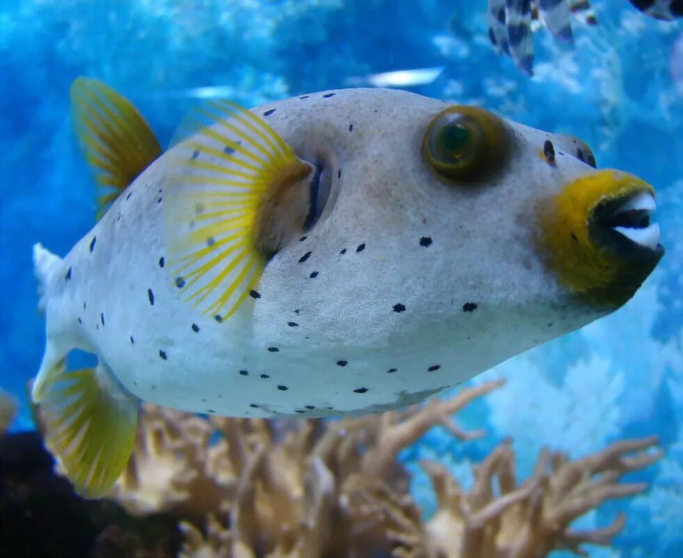 звездчатый аротрон. бурый скалозуб рыба. саба рыба. рыбная собака. тихоокеанский клыкач.