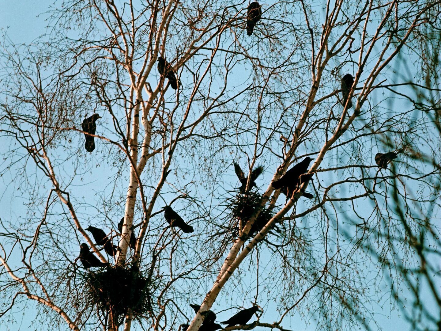 птицы весной. птиц весной появляется множество. птиц весной появляется. птиц весной появляется. птиц весной появляется.