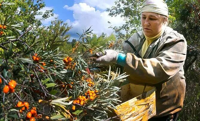 Облепиха трофимовская. Сбор ягод облепихи. Сбор ягод облепихи. Когда собирать облепиху в подмосковье. Когда собирать облепиху в подмосковье.