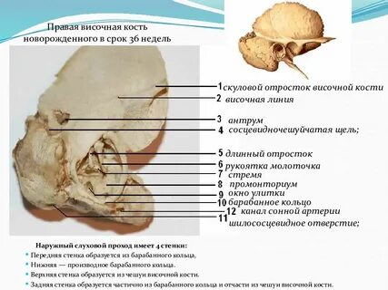 Сосцевидный отросток латынь