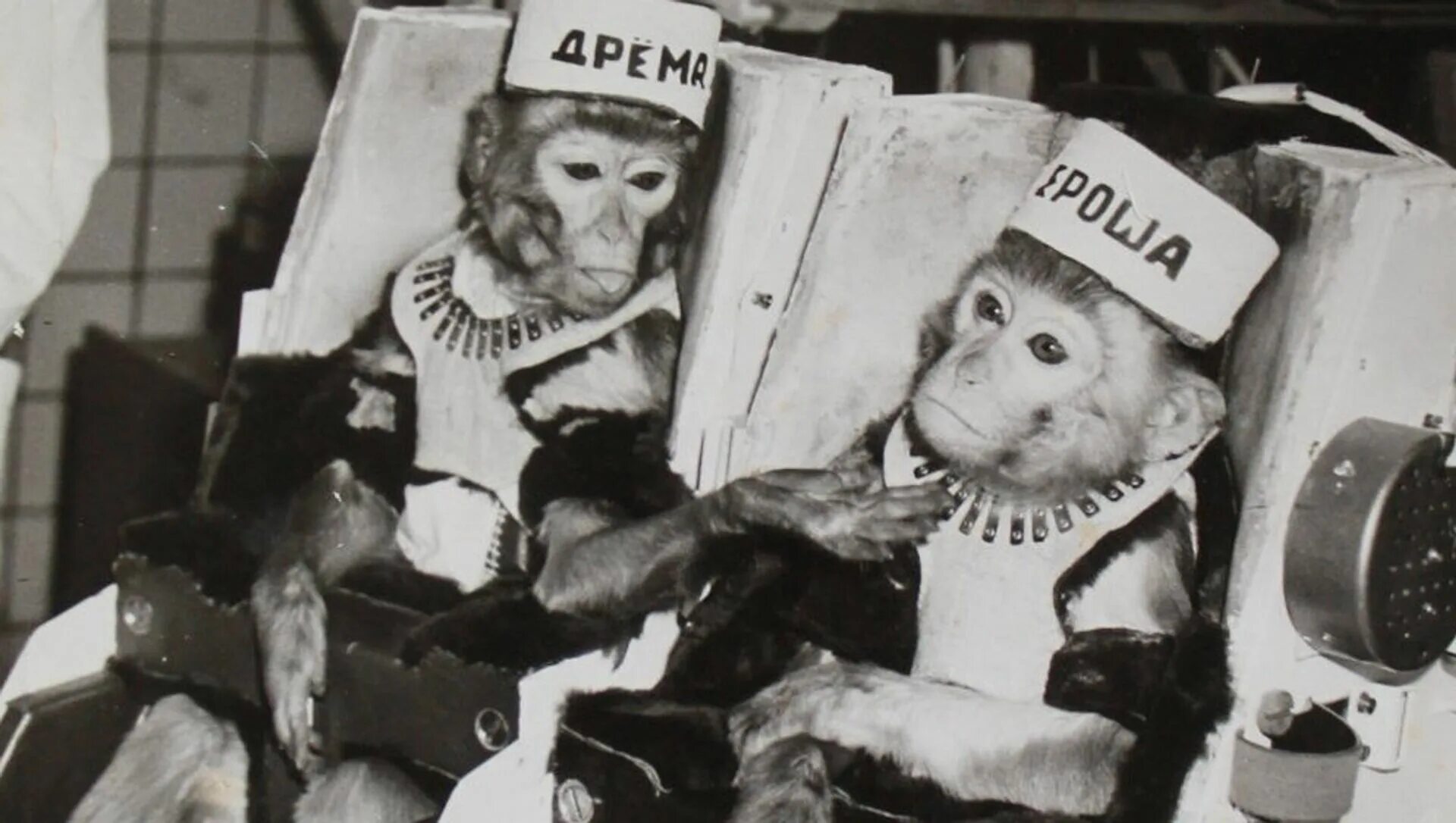 Первая обезьяна полетевшая в космос. Обезьяны космонавты СССР. Обезьяны Эйбл и Мисс Бейкер в космосе.