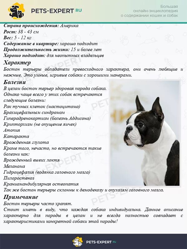 Интересные факты о французских бульдогах. Таблица собачий возраст французского бульдога. Эталон породы французского бульдога. Французский бульдог рост и вес. Амбуль порода собак описание.