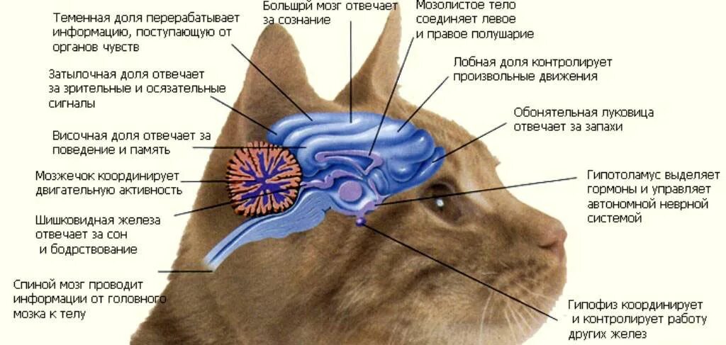 Нервная система и органы чувств млекопитающих. Строение головного мозга кота. Анатомия кошки нервная система. Головной мозг кошки анатомия. Строение головы кота.