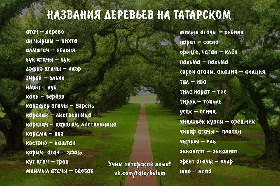 Название деревьев на татарском. Деревья на татарском языке. Названия деревьев по татарски. Имена деревьев на татарском.