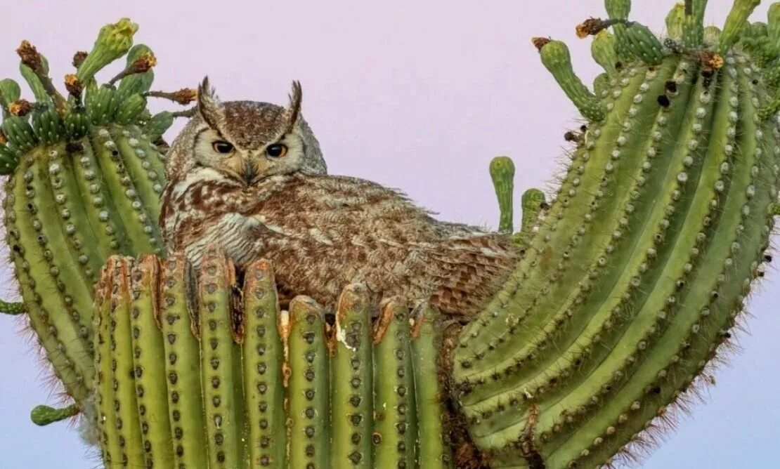Сыч-эльф кактусовый сыч. Кактус сова. Сыч эльф в кактусе. Сова сычик. Сова в кактусе.