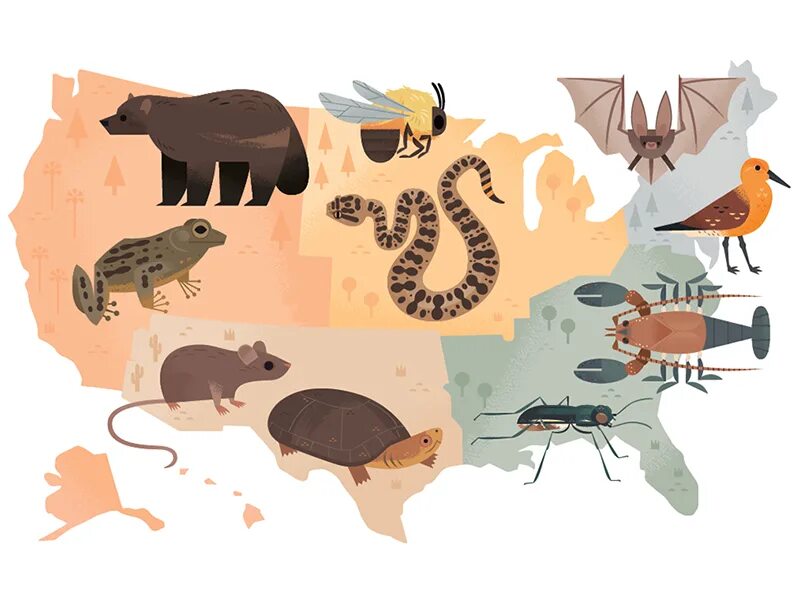 Release reduce adopt reusable endangered species. Биологический вид иллюстрация. Рисунок на тему endangered species. Endangered картинка для детей. Endangered species Map.