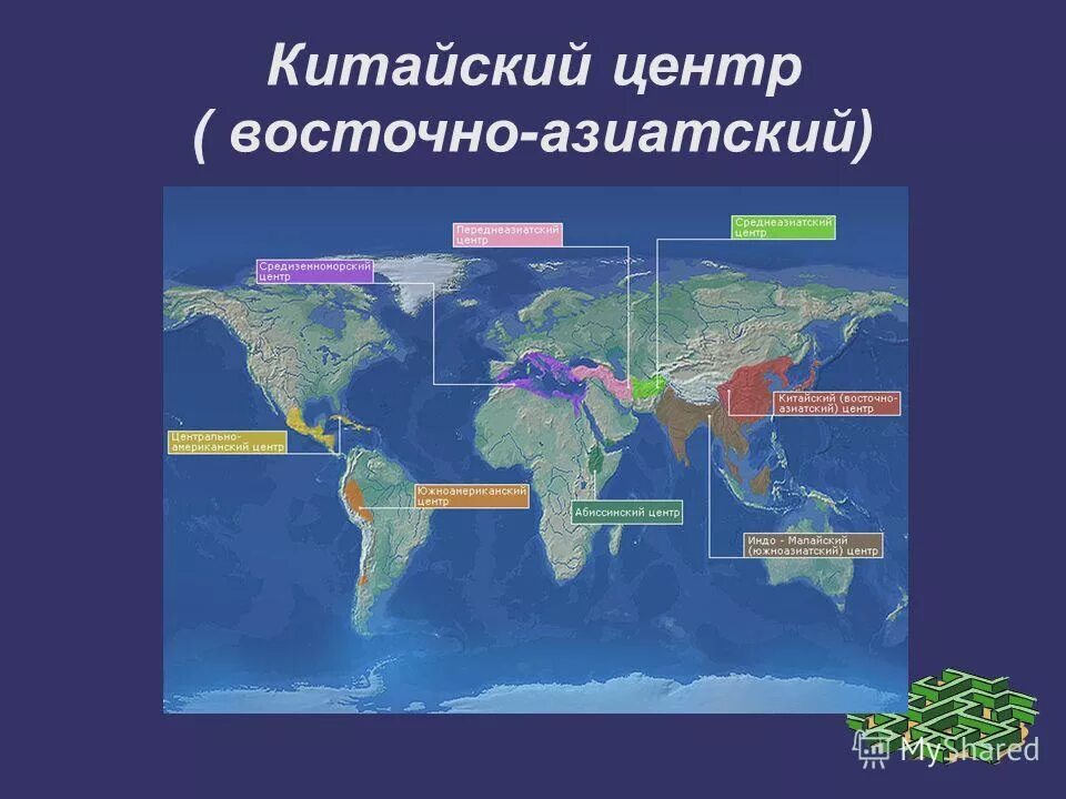 Культурные растения переднеазиатский центр. Переднеазиатский центр растения. Центры происхождения растений. Растения средиземноморского центра происхождения. Переднеазиатский центр культурных растений.