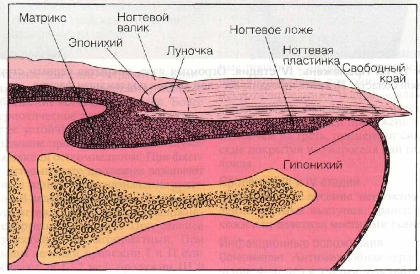 Ногтевая структура. Ногтевая пластина строение гистология. Строение ногтевой пластинки гистология. Строение ногтевого матрикса. Строение ногтевой пластины Матрикс.