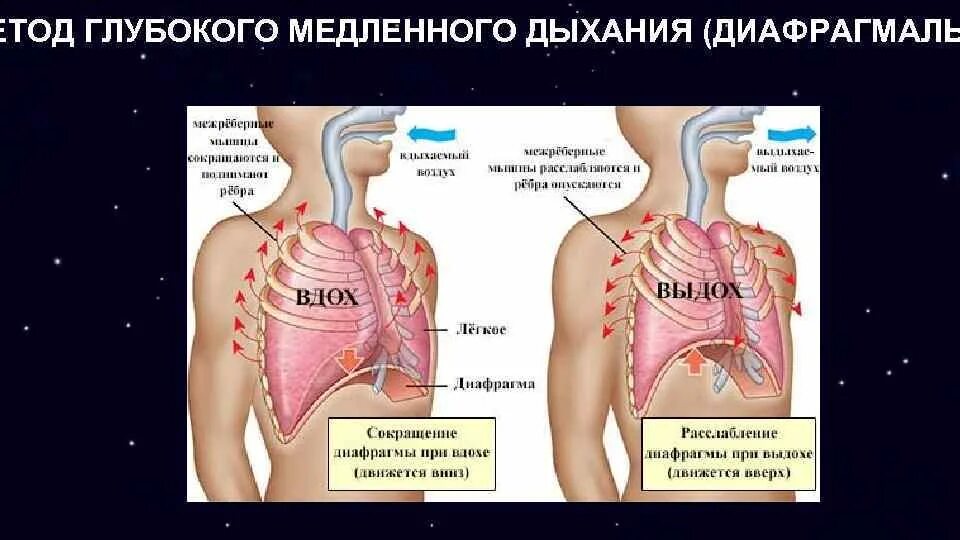 Сделать глубокий вдох выдох. Диафрагмальное дыхание. Диафрагмальное дыхание методика. Медленное дыхание. Метод глубокого дыхания.