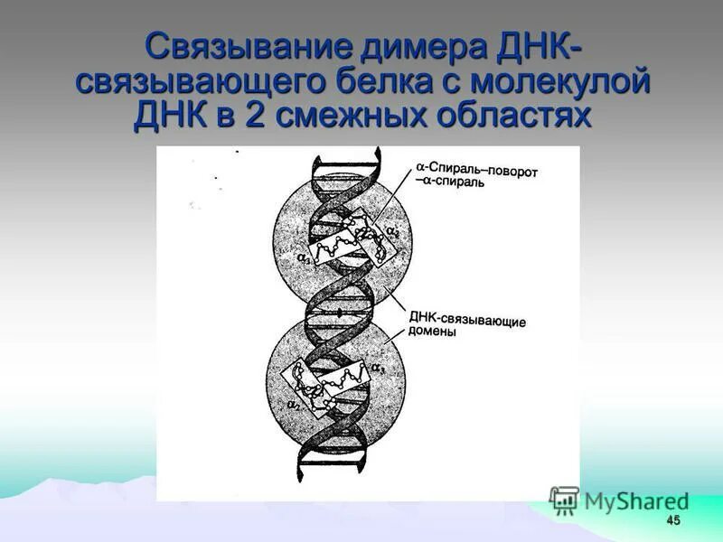 днк связывающие белки функция. гистоны это в биологии. лейциновая молния домен. гомеобокс гены. гистоны и негистоновые белки хроматина.