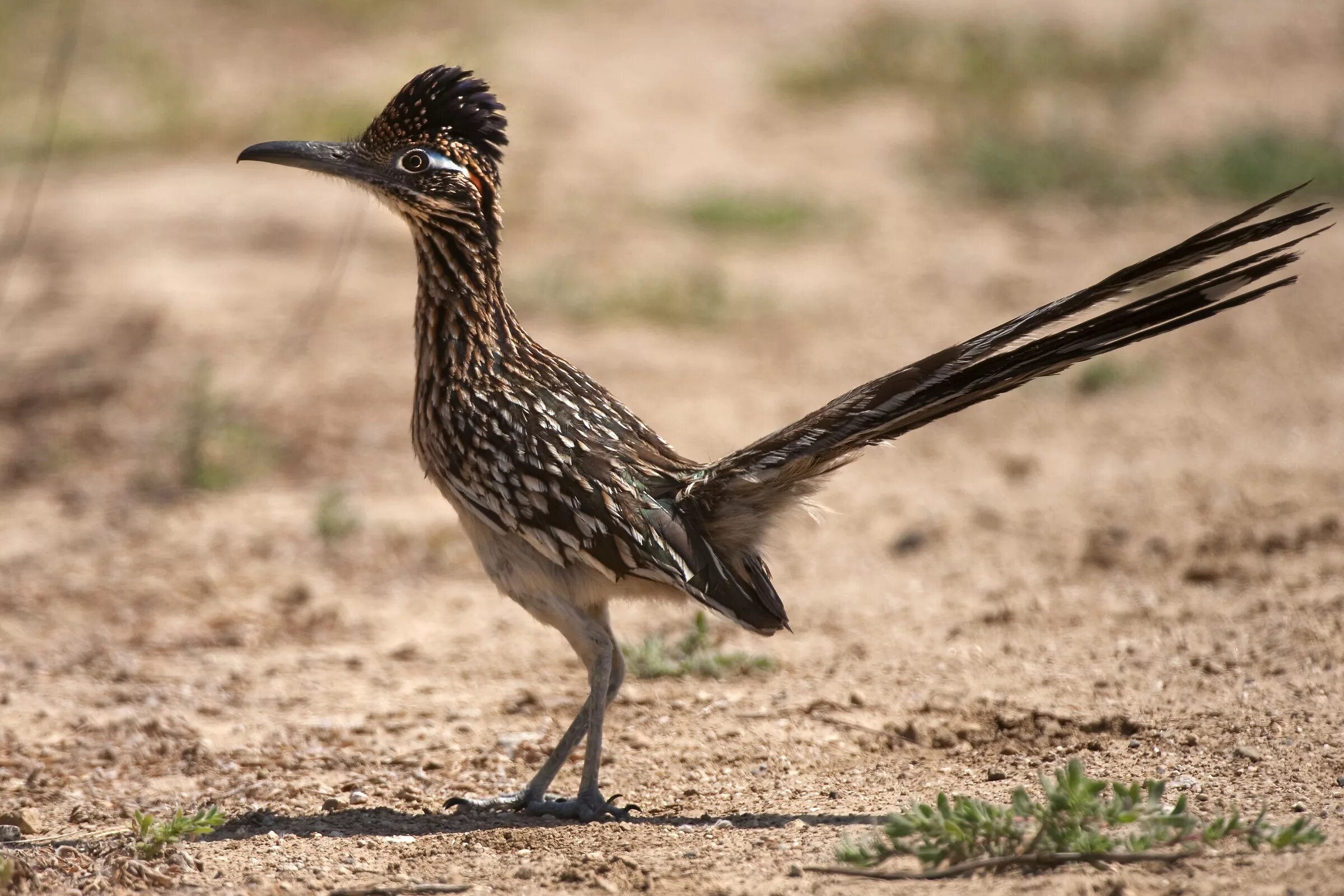 Птица пампасов. Roadrunner. Калифорнийская Земляная Кукушка. Роад раннер птица. Пустынные птицы.