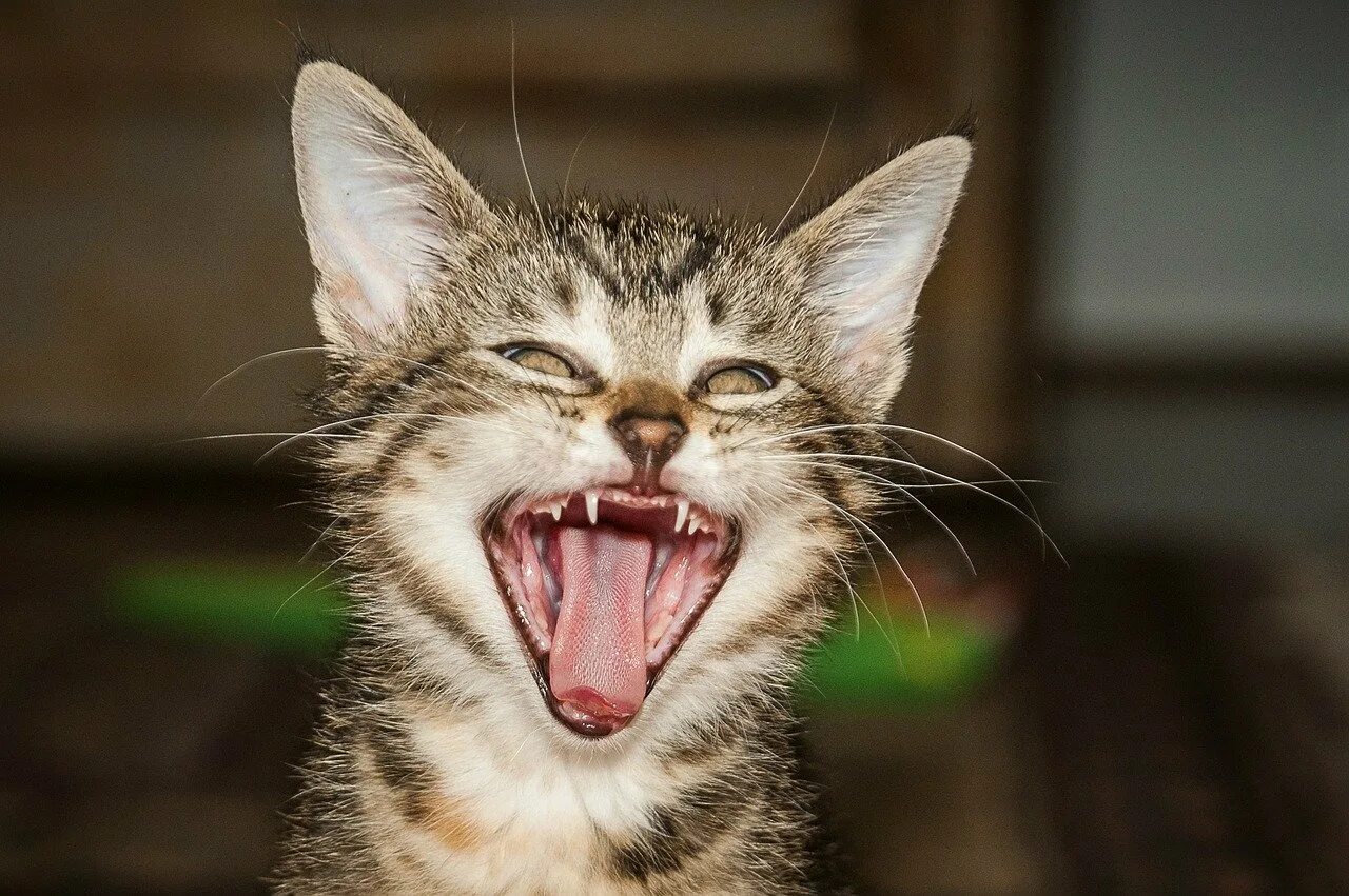 Кот с большими зубами. Котенок смеется. смешные рожи котов. кот улыбается с зубами. морда кота.