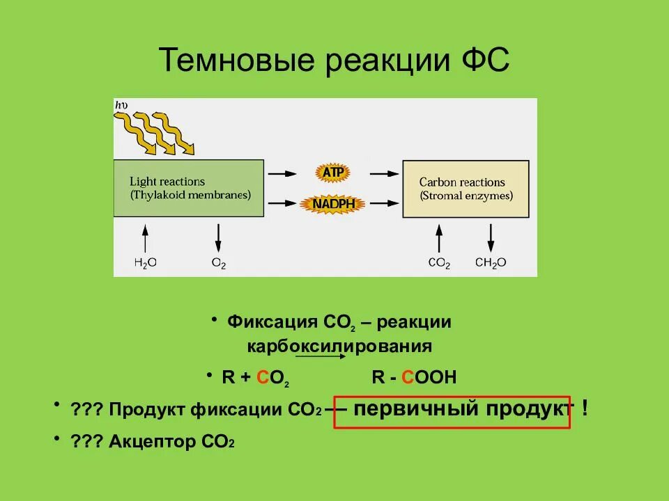 Темновые реакции