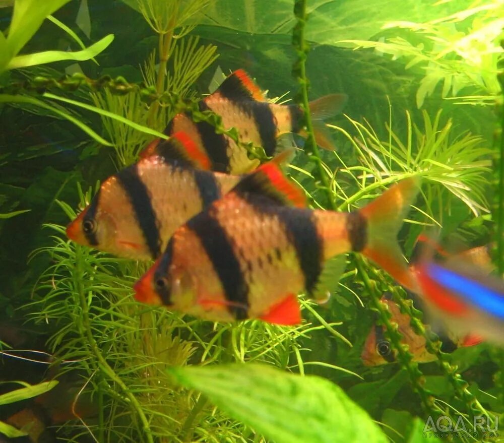 Барбус суматранский красный. Могут ли барбусы жить. Барбус суматранский вуалевый. Суматранский барбус аквариумная рыбка. Барбус мшистый.