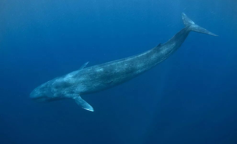 Самое большое животное жившее на земле. Голубой кит Balaenoptera musculus. Синий кит (голубой кит). Синий кит блювал. Синий кит самый большой кит.