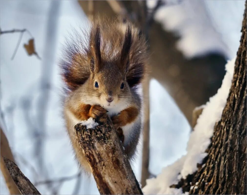 белочка зимой в дупле. дупло белки беличье дупло. дупло белки. гнездо белки беличье гнездо. белочка зимой в дупле.