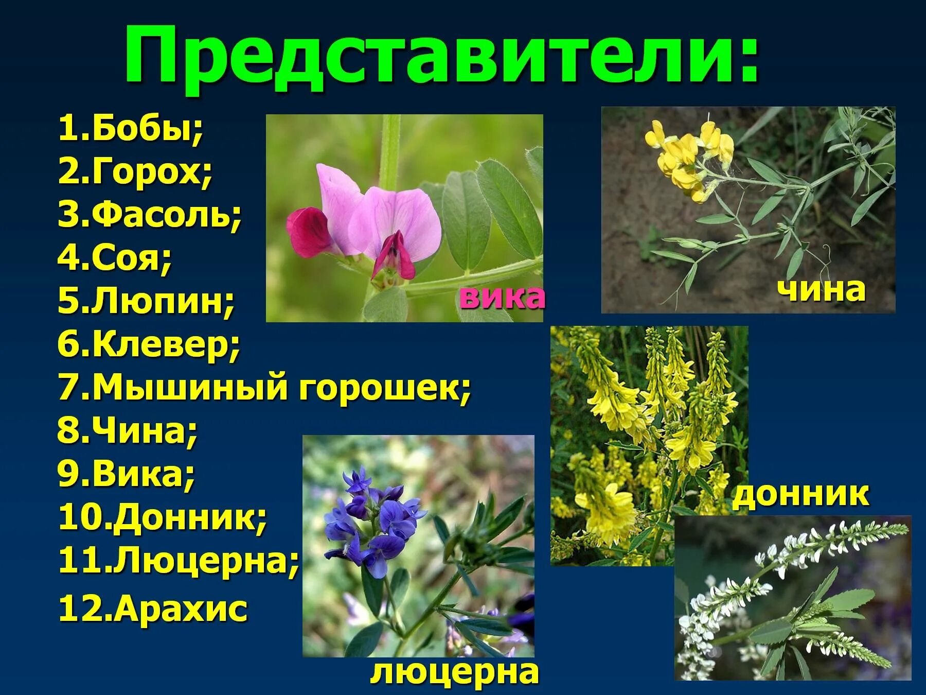 Вика, чина, донник, Клевер, люцерна. Представители цветковых растений. Покрытосеменные растения. Покрытосеменные цветковые растения.