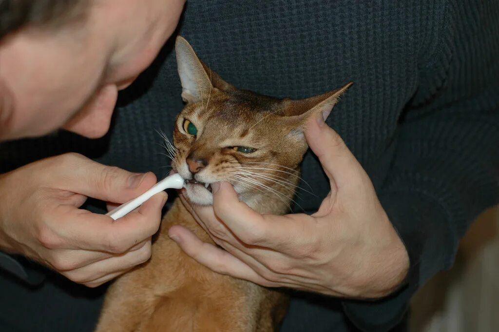 Кот пахнет что делать. Кот пахнет что делать