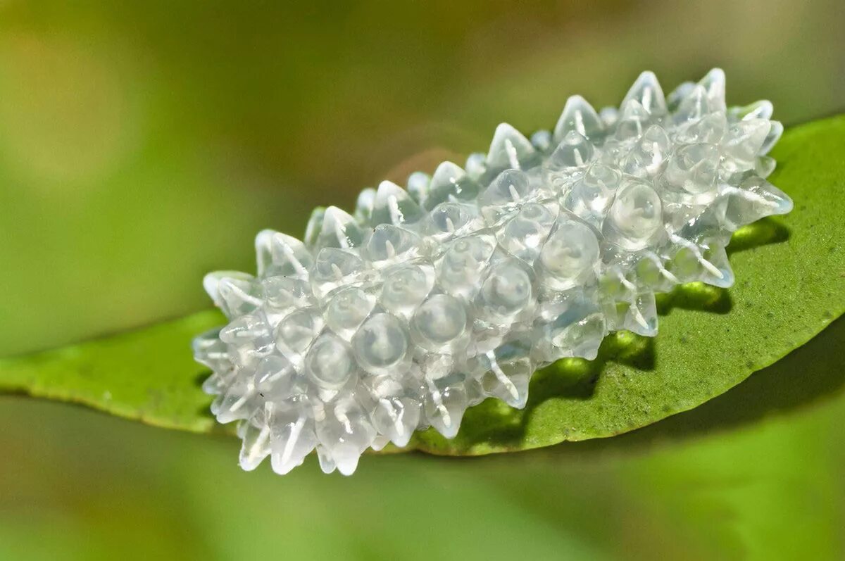 прозрачные гусеницы. зеленая гусеница белянки. кристальная гусеница дальцерида бабочка. кристальная гусеница дальцерида бабочка. гусеница катерпиллер бабочка.