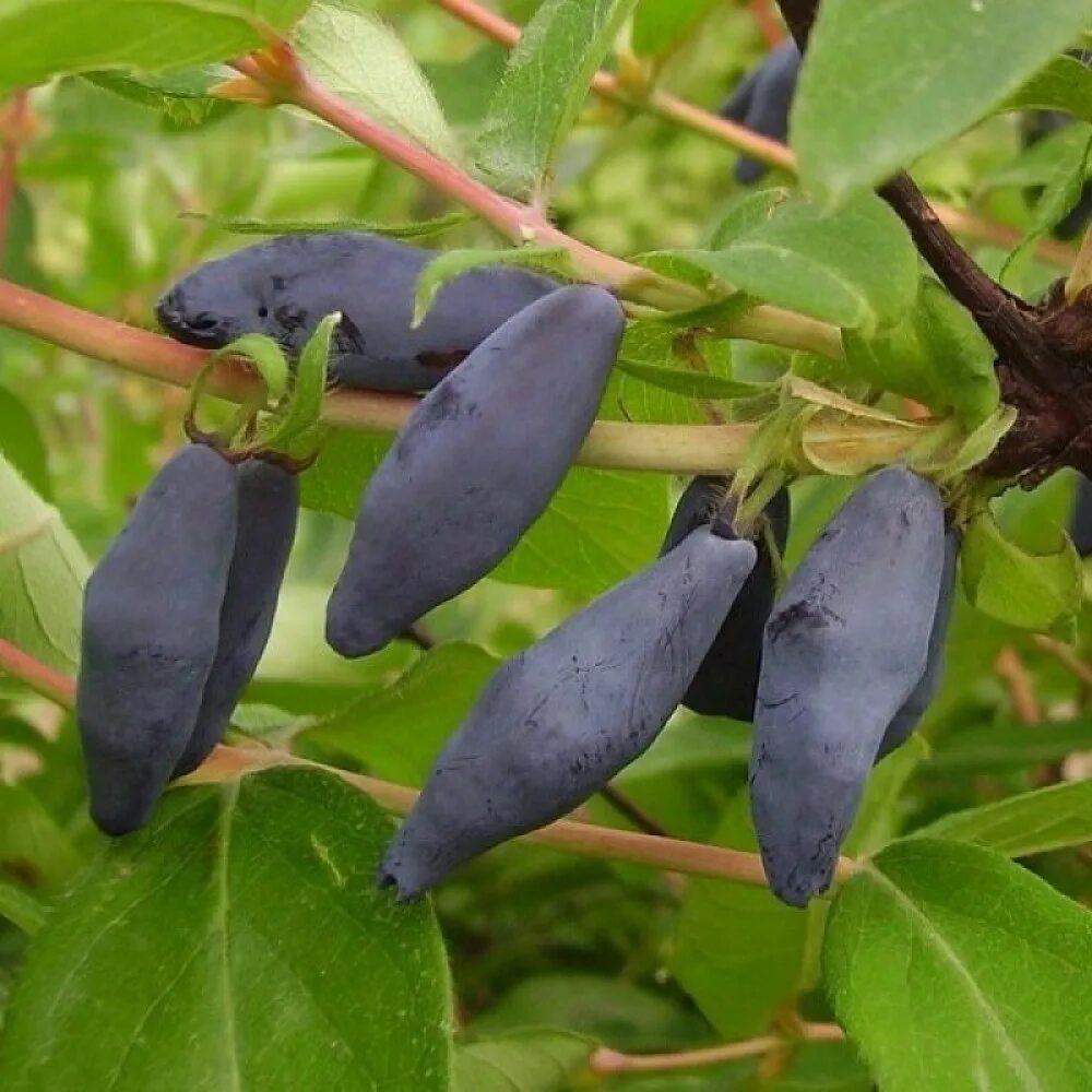 Жимолость сроки созревания. Жимолость Lonicera edulis. Жимолость Виола. Жимолость съедобная жимолость съедобная. Жимолость Лесная съедобная.