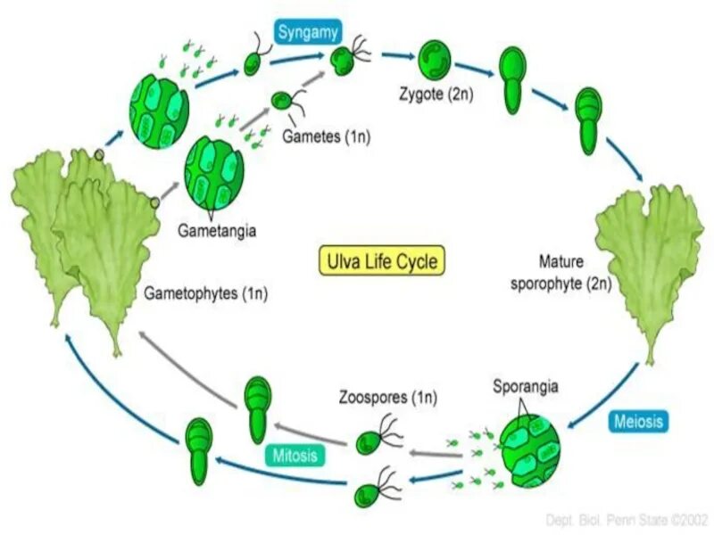 Чем представлен спорофит у водорослей. Ульва цикл развития. Жизненный цикл водорослей Ульва. Жизненный цикл водоросли ульвы схема. Клетка ульвы.