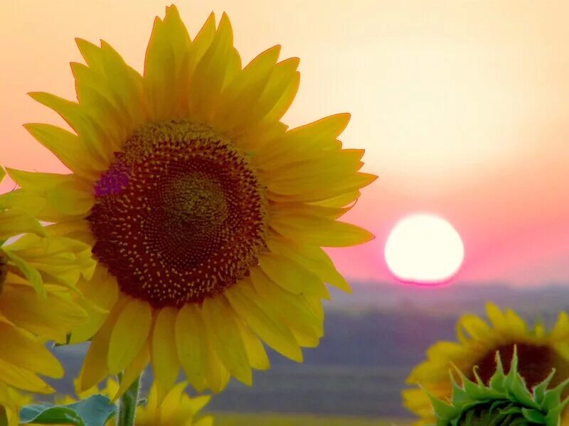 Подсолнечник сорно-полевой. Подсолнух красное солнышко. Подсолнухи в огороде. Подсолнух и солнце. Подсолнух солнышко.