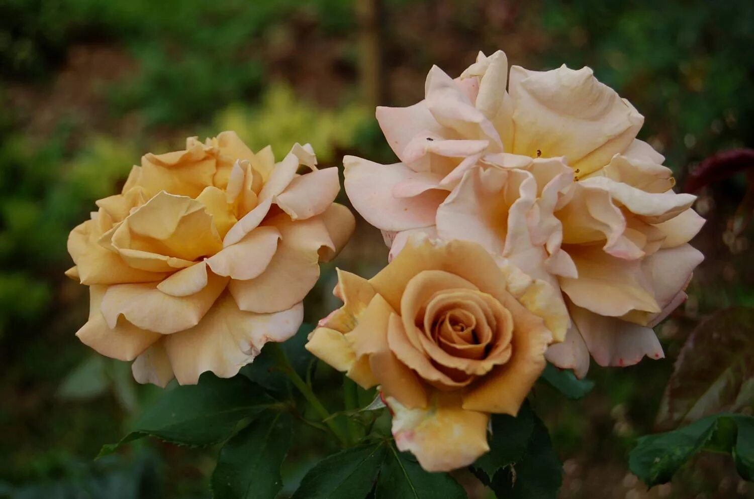 Full bloom Rose! Rooting roses, Rose garden landscape, Beautiful rose flowers