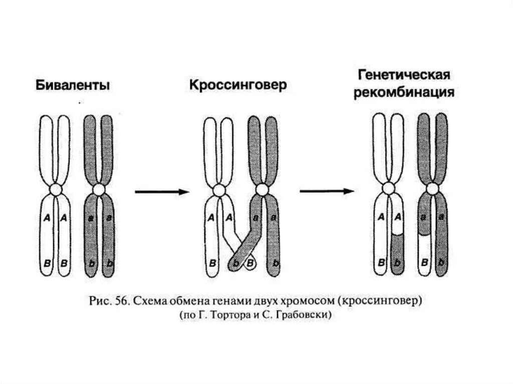 Случайная комбинация негомологичных хромосом в мейозе. Кроссинговер биваленты. Конъюгация хромосом рисунок. Кроссинговер и коньюгациярисунок. Схема кроссинговера хромосом.